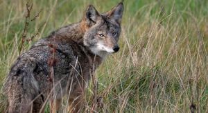 В Калифорнии среди койотов распространяется необычная мутация голубых глаз