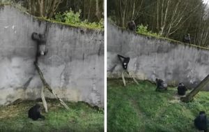 В зоопарке Белфаста шимпанзе додумались построить лестницу и сбежали из вольера