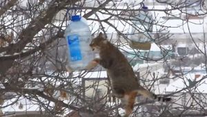 Воронежский кот-экстремал ворует сало из кормушек на деревьях