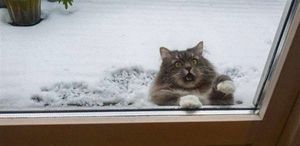 Забавные фотографии котиков в снегу