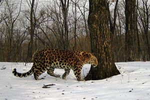 «Однобокий» леопард из Приморья водит ученых за нос