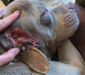 В Оклахоме обнаружили собаку-мутанта с жутким зубастым вторым ртом в… ухе