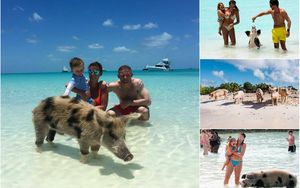 Знаменитые свиньи с Багамских островов находятся под угрозой вымирания