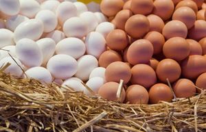 А вы какие яйца покупаете – белые или коричневые?