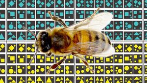 Невероятно, но пчелы умеют считать. Оказывается, важен не только размер мозга
