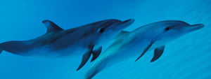 25 курьёзных фактов о дельфинах