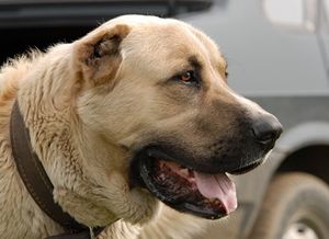 Это частная территория: в России суд оправдал нападение домашних собак на незваных гостей