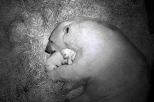 Двойная милота: белая медведица из Новосибирского зоопарка втайне родила близнецов
