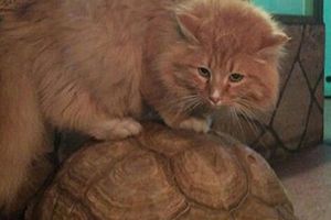Расплата за славу: кота Батона, который предотвратил побег черепах, украли из зоогалерии Иркутска