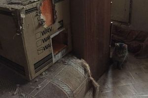 Пушистый бунт: Запертые в квартире коты затопили несколько этажей в доме в Петербурге