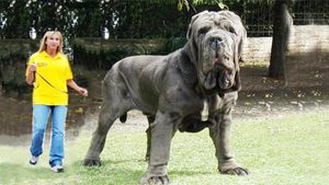 Самые массивные собаки в мире