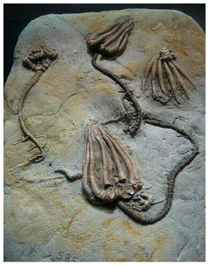 Те, что сотни миллионов лет назад так и не вышли из воды