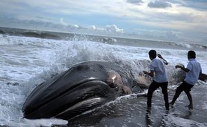 Найдено объяснение суицидальному поведению китов                     (1 фото)