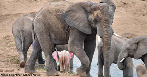 Исключительно редкий слоненок-альбинос появился в ЮАР. Вот фото
