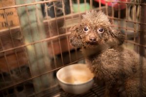 Защитники животных спасли собаку, которая всю жизнь просидела в темной клетке