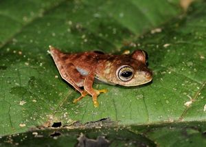 Новые удивительные виды, обнаруженные в тропических лесах