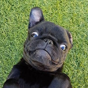 27 снимков, которые убедят вас, что мопсы - самые смешные собаки на планете!