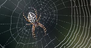 Удивительные свойства паутины продолжают удивлять ученых