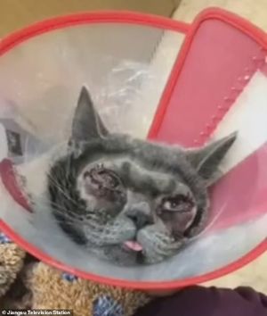 Китаянка потратила $1500 на пластическую операцию для своей кошки