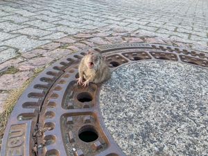 Как 8 пожарных в Германии спасали одну толстенькую крысу