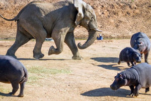 Слон наготове: гигант саванны наказывает бегемотов и крокодилов
