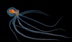 Фотограф показал, как выглядят необычные обитатели морских глубин