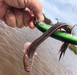Свежая жуть из Австралии — необычный зубастый улов