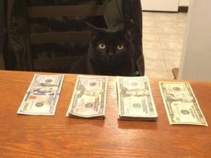 Коты и деньги