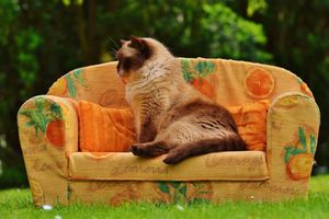 Как коты продают диваны