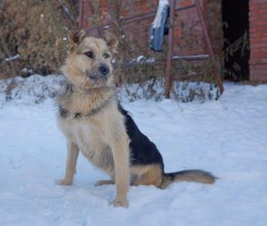 Худая собака без лапы месяцами скиталась по городу