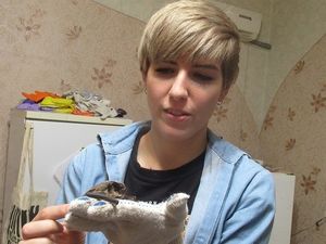 Жительница Воронежа организовала зимний приют для летучих мышей