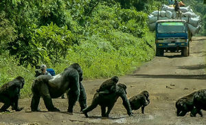 Огромная горилла перекрыла дорогу, чтобы дать пройти своей стае