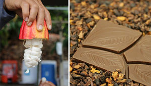 Процесс выращивания и производства шоколада