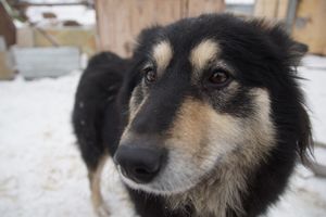 Во Владивостоке собака чудом спаслась с оторвавшейся льдины