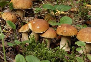 САД, ЦВЕТНИК И ОГОРОД. Какие грибы можно вырастить на даче