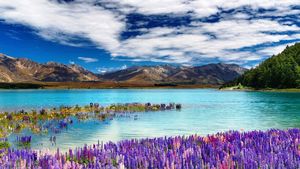 Озеро Текапо в Новой Зеландии