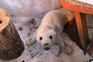 Весна пришла: в Ленобласти спасли новорожденного тюлененка