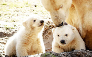 Вся Голландия наблюдала за появлением близнецов у белой медведицы в зоопарке