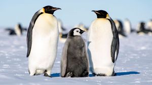 В какие «шубы» одеваются императорские пингвины