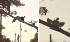 Жуткое крылатое существо сняли на видео в Никарагуа