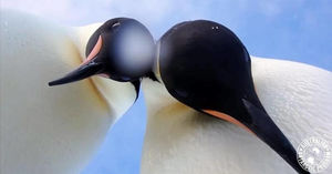 Два пингвина в Антарктиде нашли спрятанную в снегу камеру и долго пытались понять, что это такое. Покрутились перед ней, посовещались, и даже случайно сделали селфи