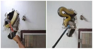Житель Бангкока обнаружил в стене своей гостиной 4,5-метрового питона