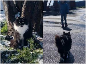 Подобранный с улицы кот нашел свою миссию - охранять дочку хозяев