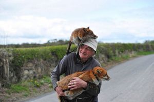 Мужчина спас двух лис, и теперь они без ума него