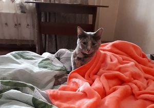 «Обняла меня лапками, как ребенок»: женщина нашла свою кошку, пропавшую после взрыва газа в доме Красноярска