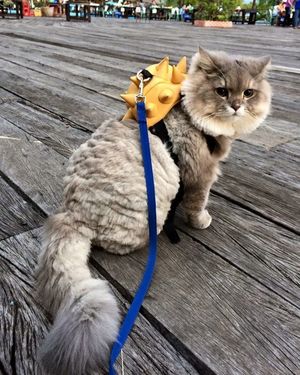 Толстый кот прославился благодаря забавным фотографиям с рюкзаком за спиной
