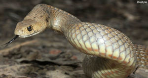 7 самых смертоносных змей в мир