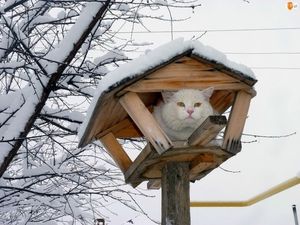 Эти котики плевать хотели на птичьи права!