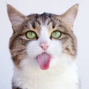 Объяснения странных привычек кошек