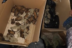Смешала со стекловатой и в коробки: волгоградка выбросила на мусорку 300 летучих мышей